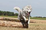SIBERIAN HUSKY 057